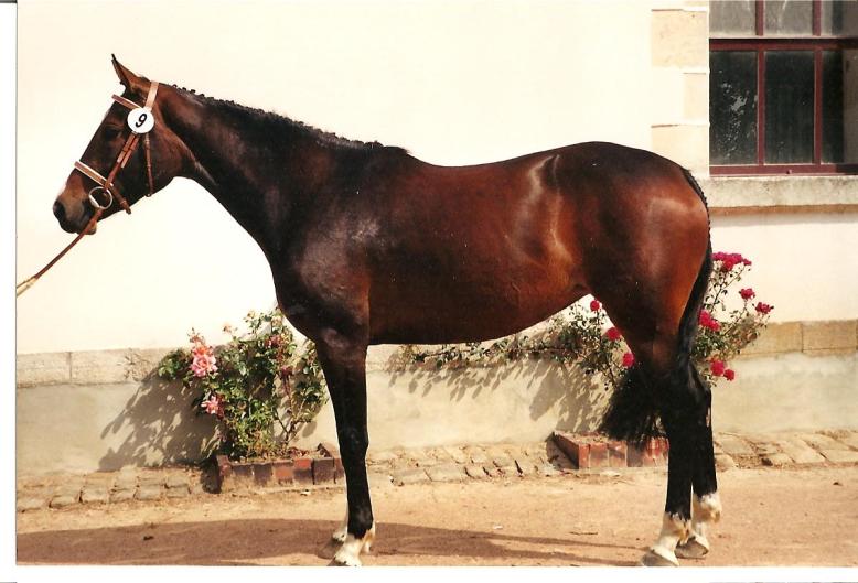 GALEGA ( bamby d'elle x moon mountain ps) ISO 120 - ICC 127 -  2 pt Pace