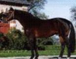 Horse_Quouglof_Rouge-big.jpg