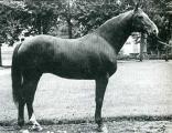 Horse_As_du_Beaumanoir-big.jpg