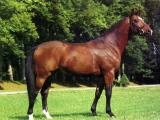 Horse_Qyou_de_Longvaut-big.jpg