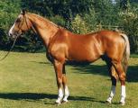 Horse_Tenor_de_la_Cour-big.jpg