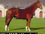 Horse_Chenu_du_Plessis-big.jpg