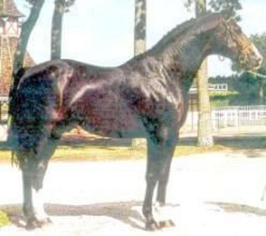 Horse_Leopard_du_Castel-_2big.jpg