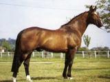 Horse_Jalme_des_Mesnuls-big.jpg