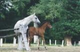 Horse_Tresena_de_Rouhet-big.jpg