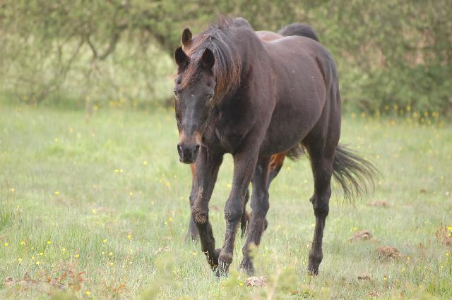 mon vieil AAde 26 ans par Pancho II; 6ème meilleur cheval français de CCE en son temps!
