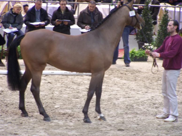 Cumthago C Holsteiner 3 ans 1m69 Cumano x La Zarras x Lord x Calando I - un beau cheval, faisant preuve d'équilibre - admis 3ème phase