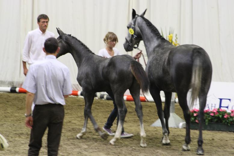 Flower de Baudignies SBS, 4 mois et demi, Ugano Sitte x Darco x Cavalier: vice-championne des foals de Wallonie 2011