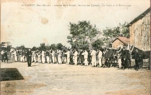 Saint Varent (Deux Sèvres): Arrivée des chevaux, visite et matriculage