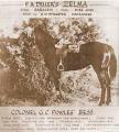 NZ 196-bess-war-horse-zelma.jpg