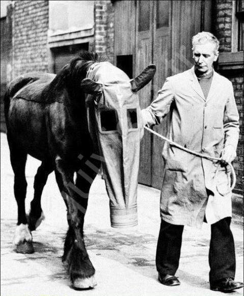Expérimentation de masque à gaz pour chevaux dans les années 40