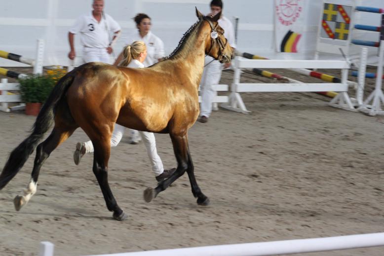 Expecting to Fly Pouliche KWPN par Indoctro x Animo x Zion, notes M&A: 33 ITA, 31 FRA, 31 GER