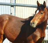 bab'be first natdéa : Sunshine du thot X icone d'helby