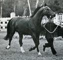 Horse_Ibrahim-_2big.jpg