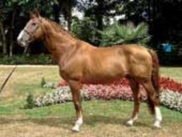 Horse_Apache_dAdriers-big.jpg