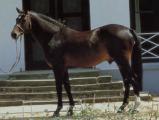 Horse_Cor_de_la_Bryere-big.jpg