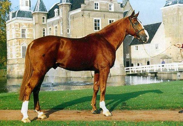 Horse_Calvados-big.jpg