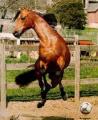 horse_playing_soccer-11943.jpg