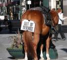 no-service-horse.jpg