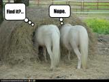 funny-pictures-horses-look-for-needle-in-haystack.jpg