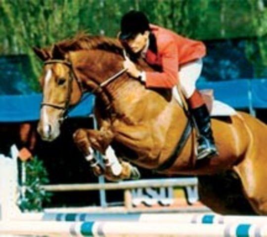 Horse_Oberon_du_Moulin-_2big.jpg