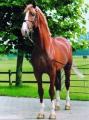 Horse_Tenor_de_la_Cour-_2big.jpg