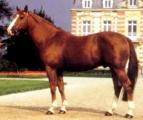 Horse_Tu_Viens_Dorval-big.jpg