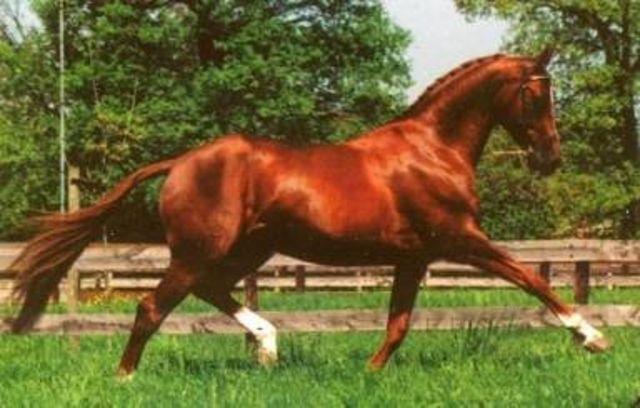 Horse_Saint_Urus_dOlympe-big.jpg