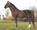Horse_Lugano_van_la_Roche-big.jpg