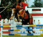 Horse_Tenor_de_Conde-big.jpg