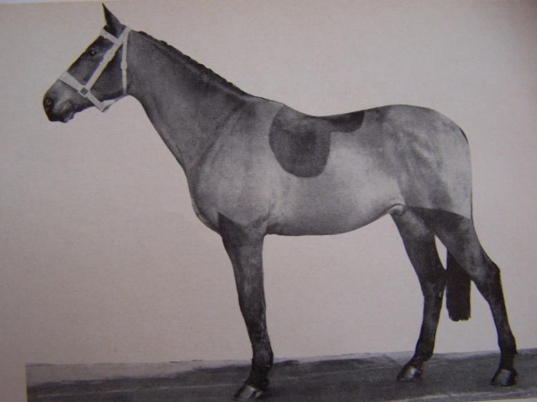 Hongre AA CSI, né en 1954 chez Mr Jean Labat, un des meilleurs chevaux de sa génération, 3ème par les gains en 1962, monture de Jean Dasque, fils de l'incontournable Nithard. Un tempérament "volcanique"?  ;-)