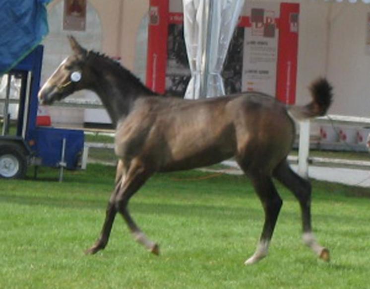 ABSOLUTY IAG
par Laurier de Here et Iago C

Vice Championne de France des foals femelles AA et 3e tous poulains confondus