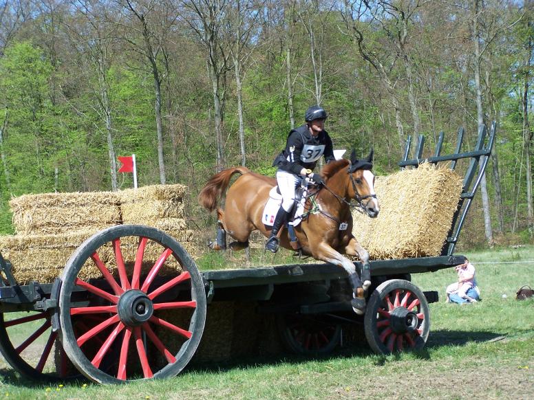 Eddy Sans et Nankin de la Hurie (Equus d'Olympe AA x Grand Veneur)