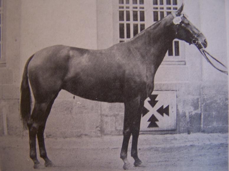 Lilia par Vélox, chef de race, classée 1ère des anglo-arabes de grande taille à Saumur en 1937