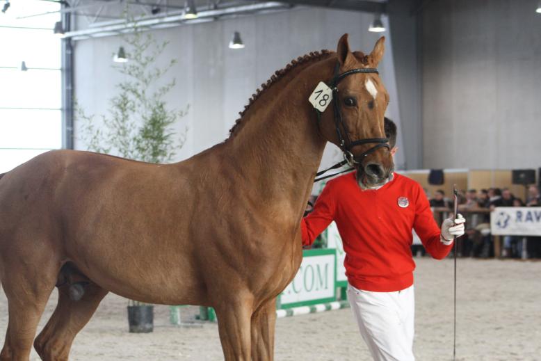 Goldfever, le bien nommé, cheval olympique médaillé d'Or avec Ludger Beerbaum, Han 1991 par Grosso Z x Galvano x Damhirsch
